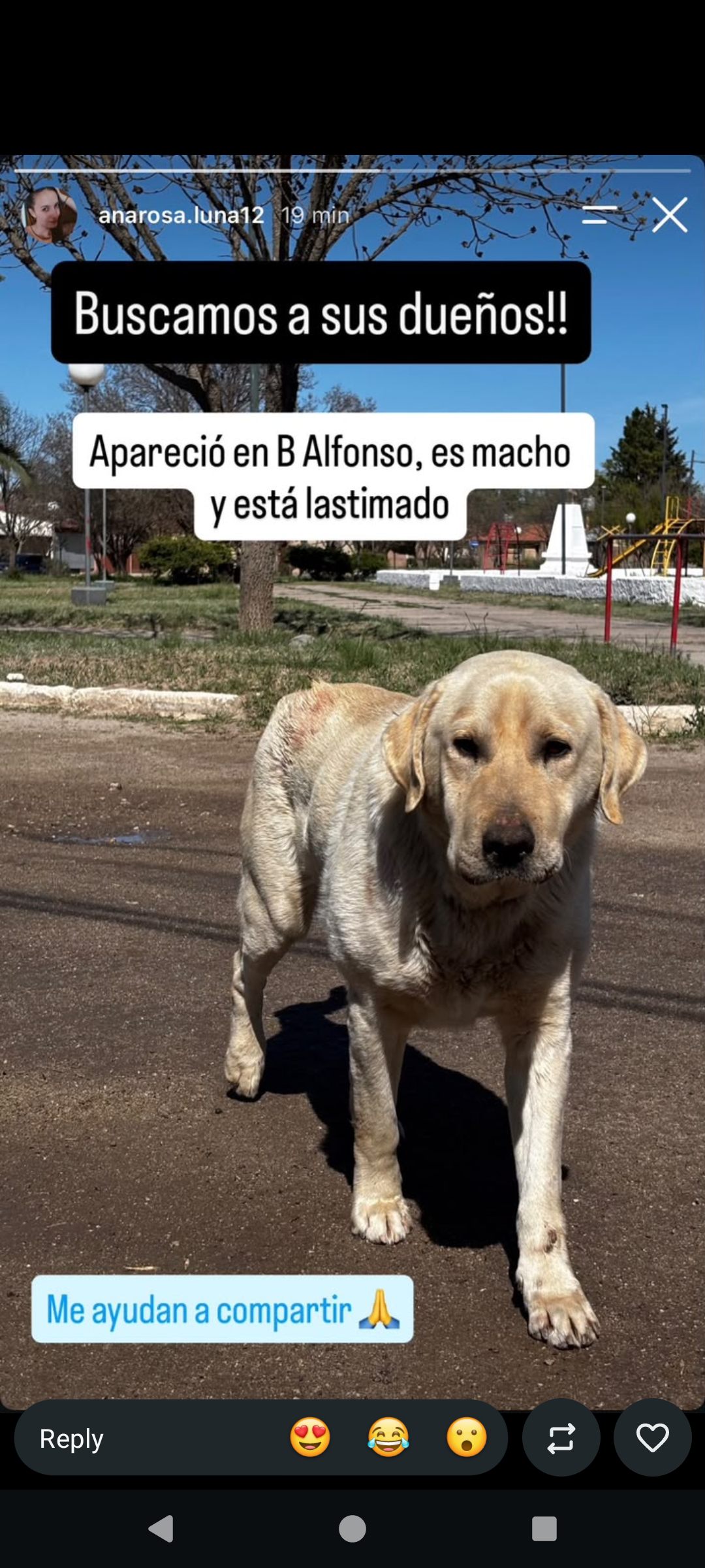 Drako, Perro