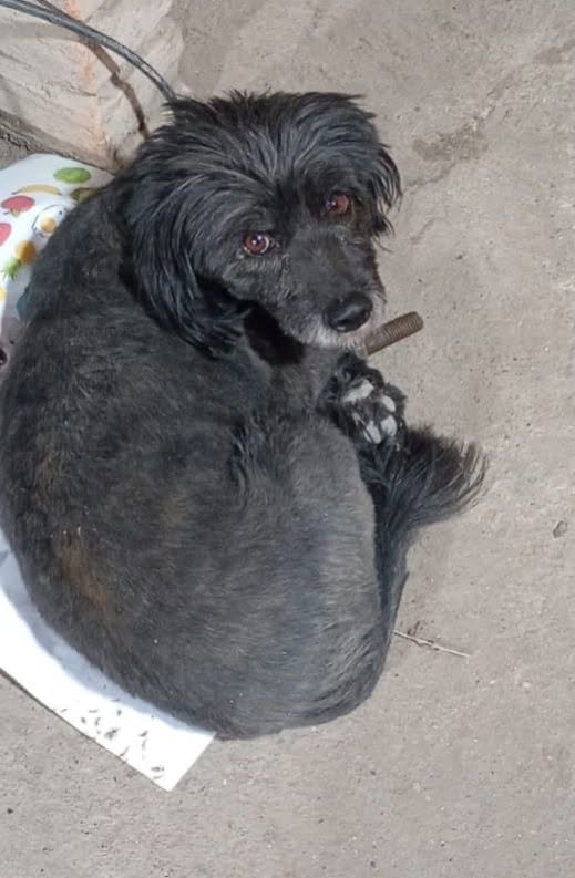 Roco, Perro