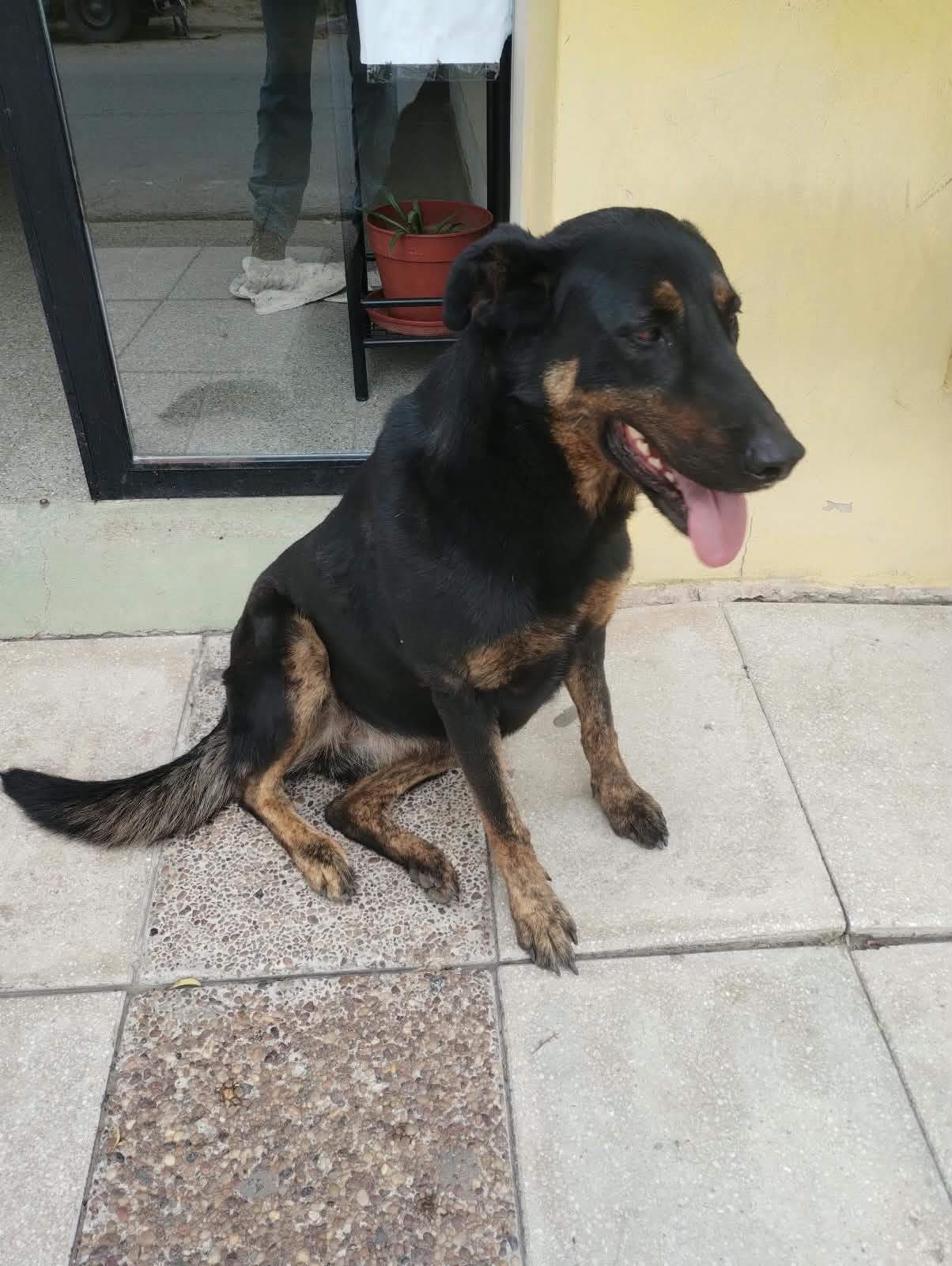 Perrita Negra, Perro