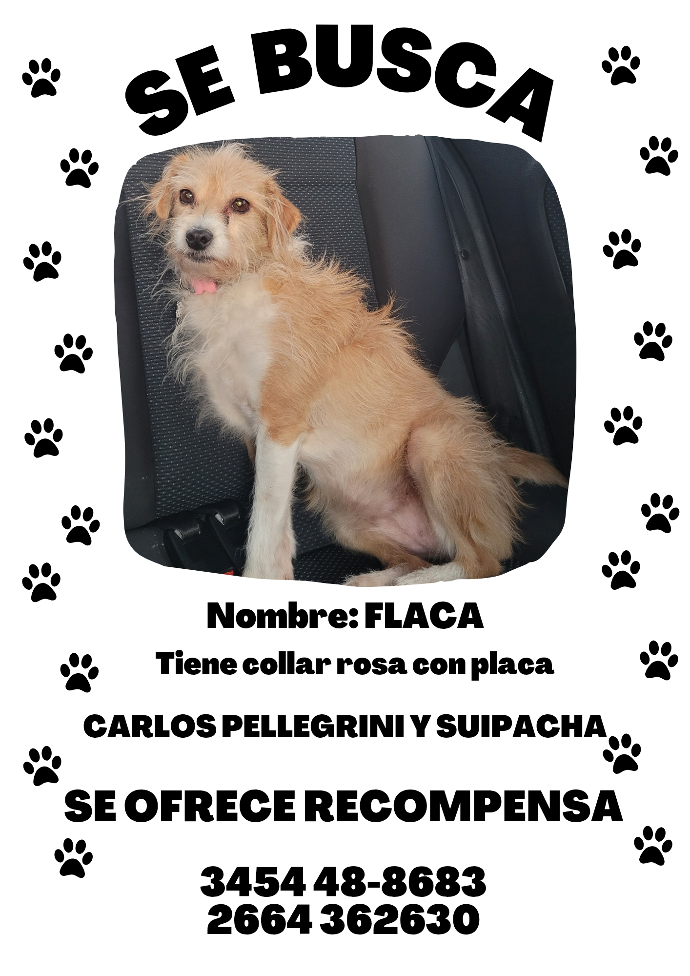 FLACA, Perro