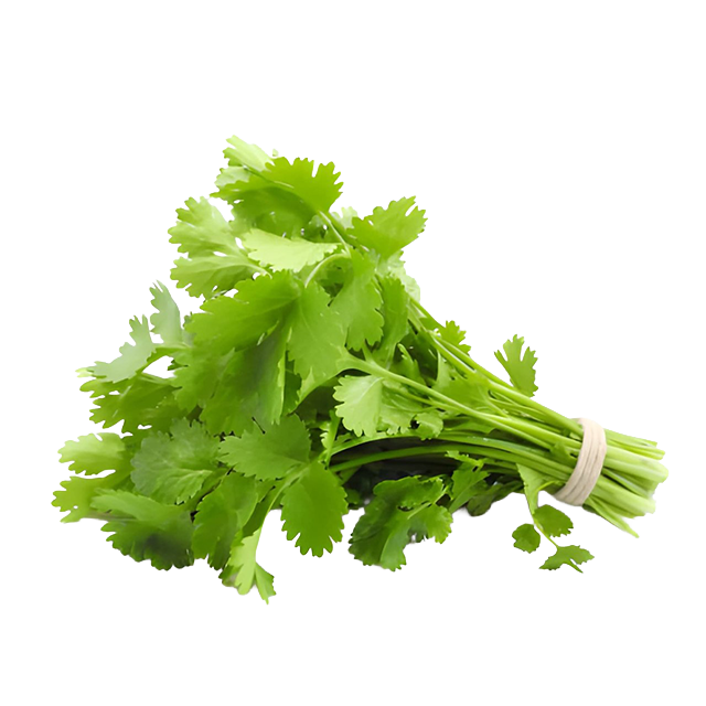 Cilantro