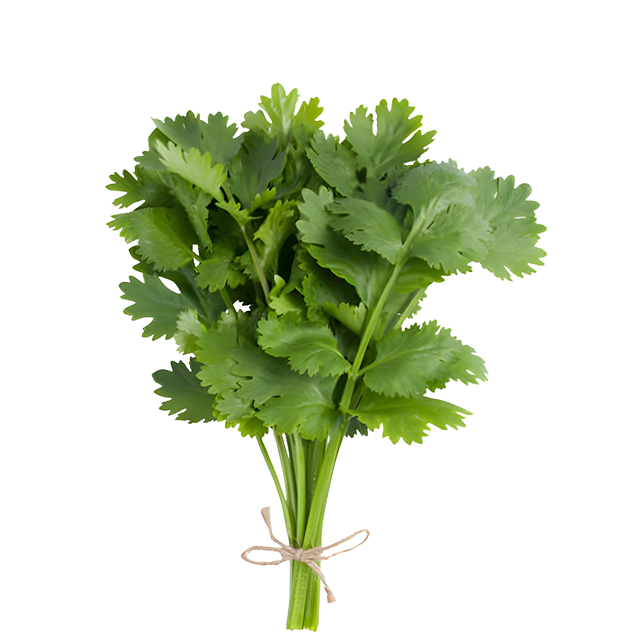 Cilantro Criollo