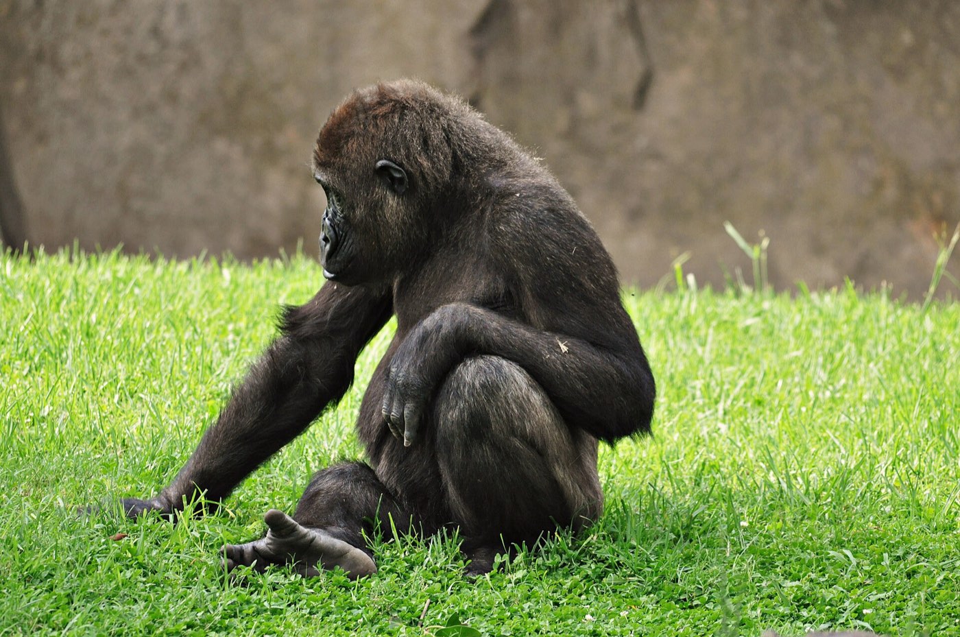 Bioparc Valencia