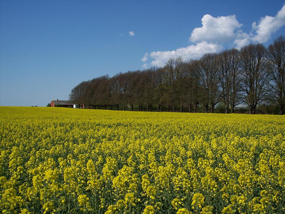Bild på Ställplats Lindhem