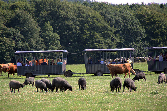 Bild på Öströö Fårfarm
