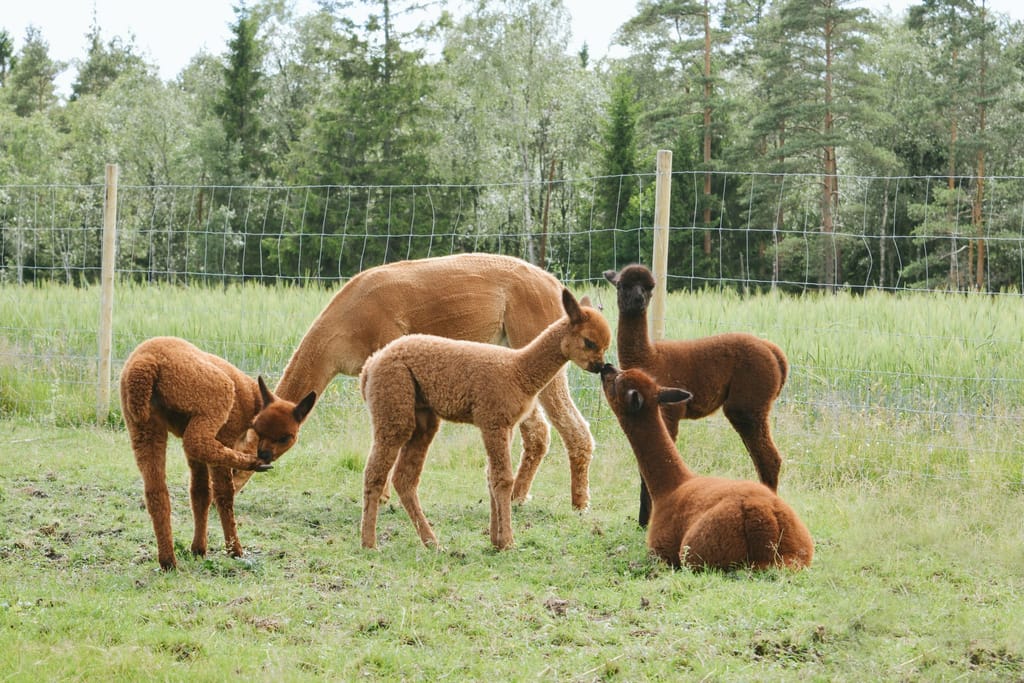 Bild på Alpackagården i Kråkshult