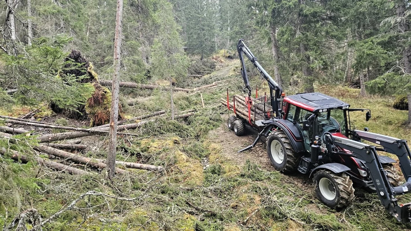 Bilde av skoghogst. Foto: Jens Petter Storrø