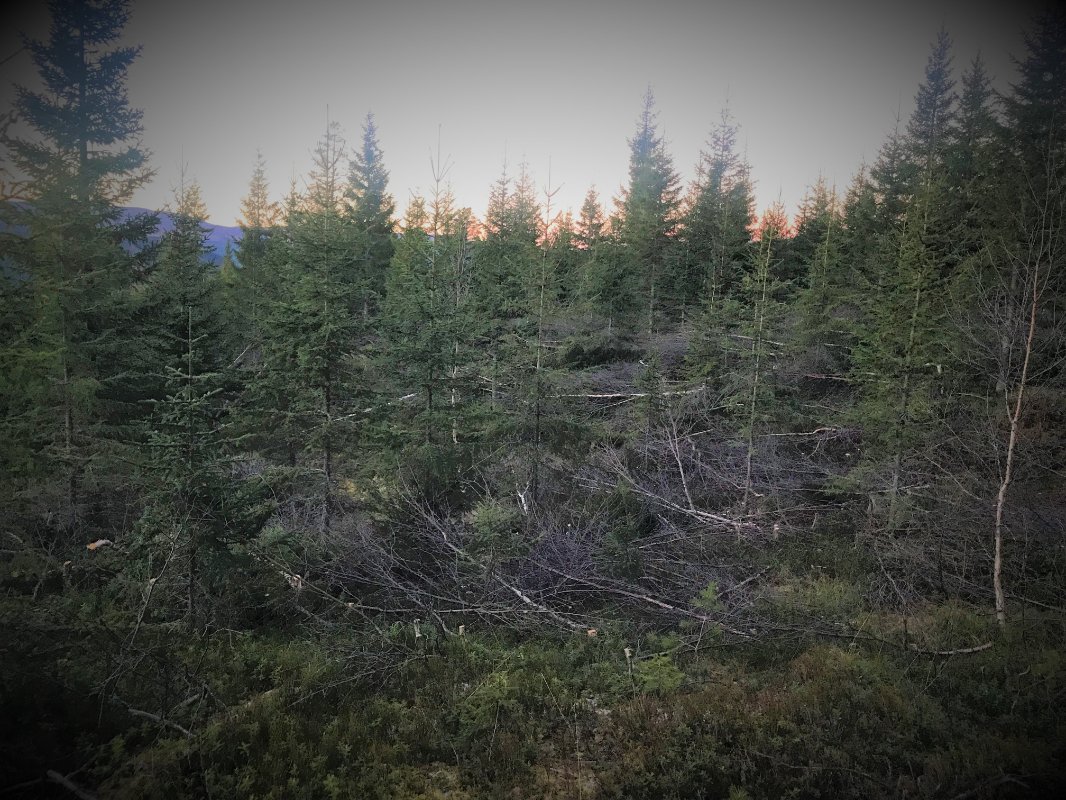 Skogdag - Tema ungskogpleie