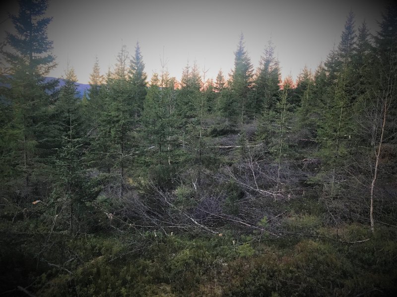 Skogdag - Tema ungskogpleie