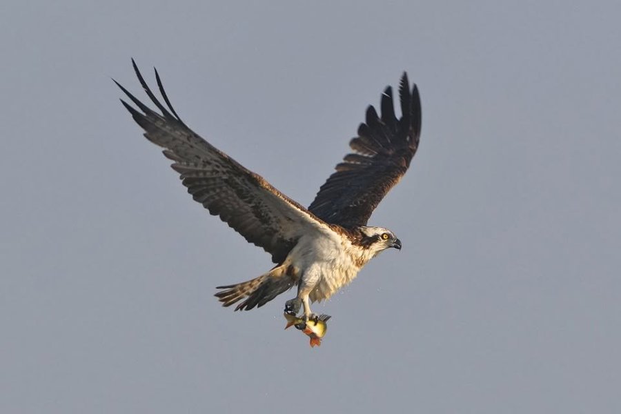 May be an image of hawk