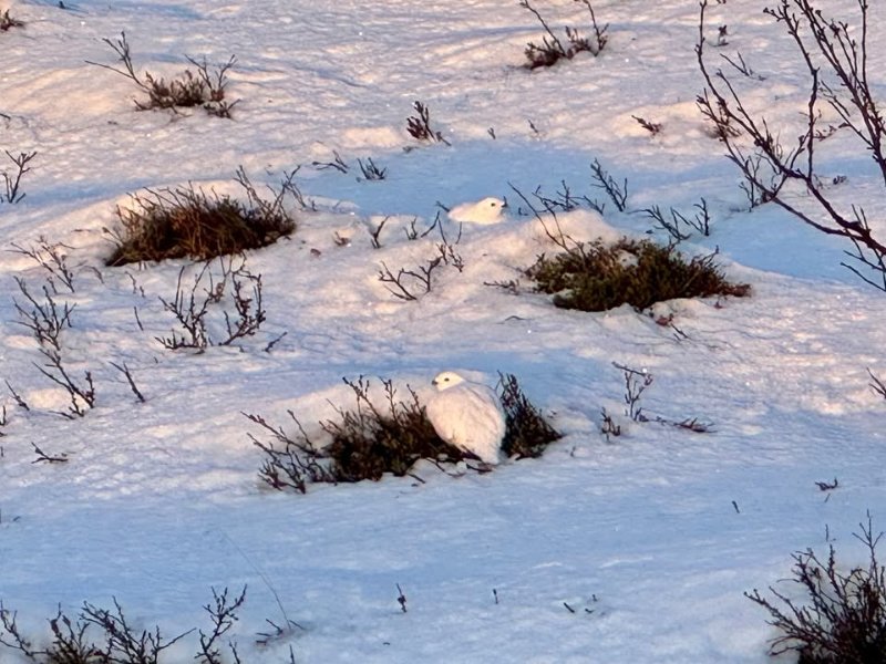 May be an image of arctic