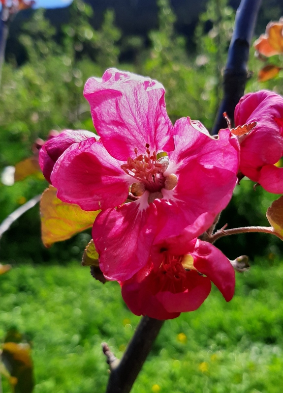 Rekoringen Stjørdal