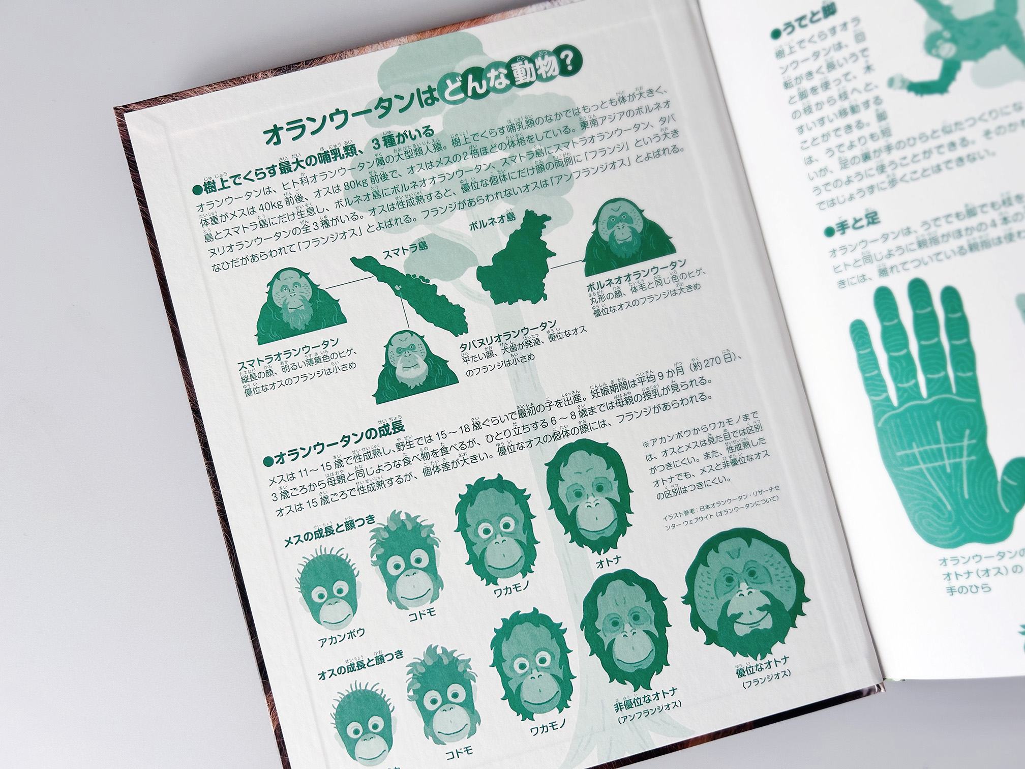 写真絵本「キューのふるさとはボルネオの森」前後見返し・本文挿絵