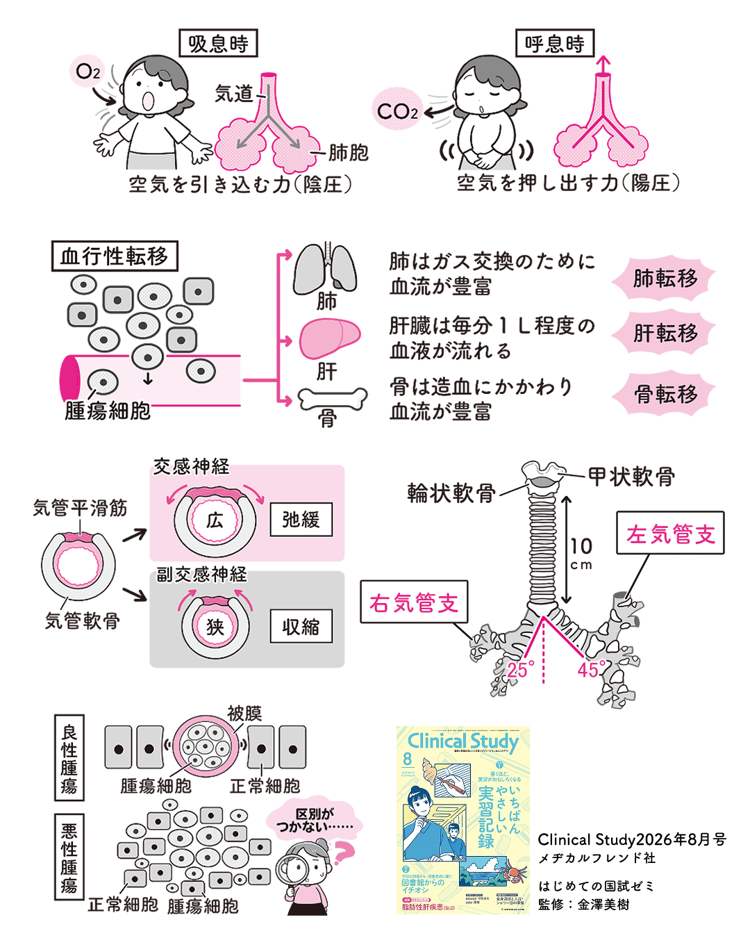 Clinical Study(クリニカルスタディ)2026年8月号 書籍内カットイラスト作成