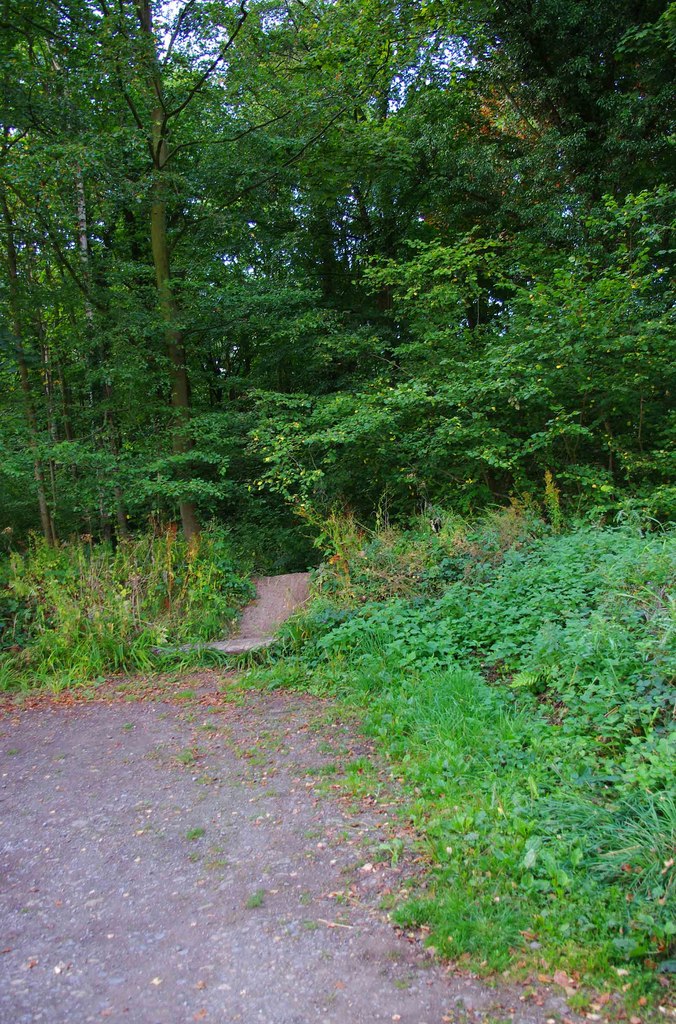 Damage Reported at Trench Wood Following Unofficial Trail Building
