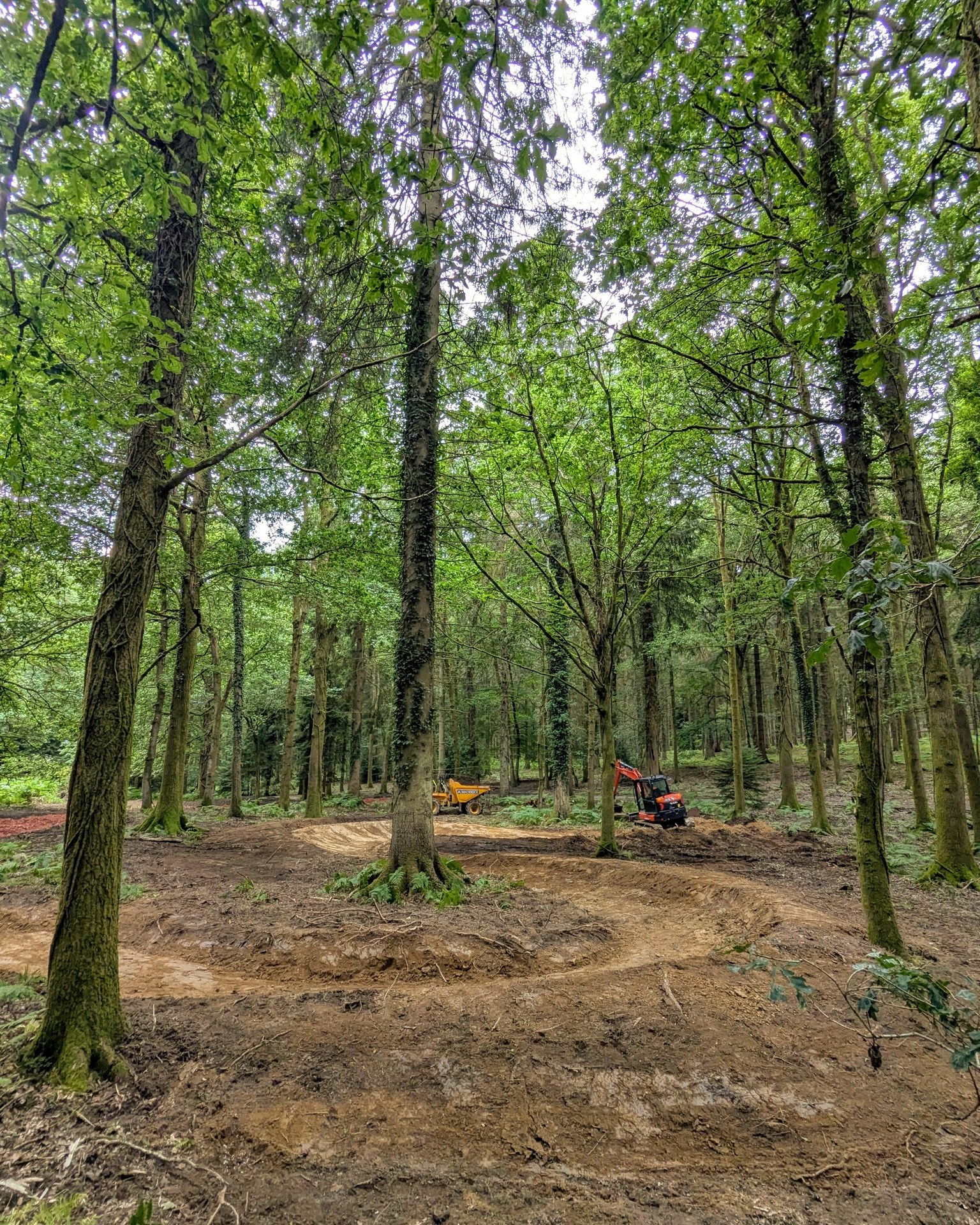 New green trail at the Forest of Dean