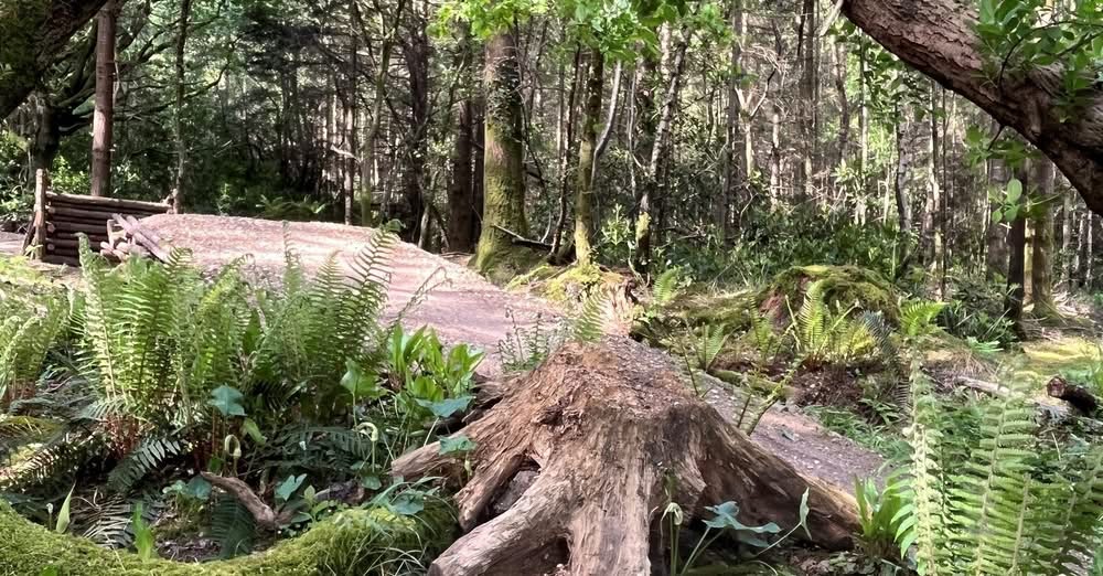 Puddletown Forest Riders Petition for Designated Bike Trail Area