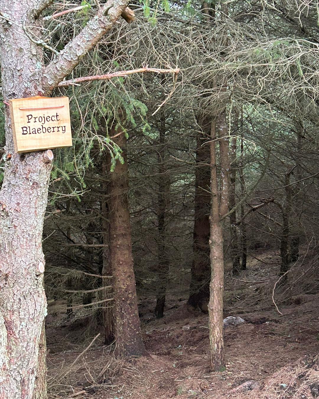 Tarland Trails Pittenderich adds new short natural red trail, Project Blaeberry
