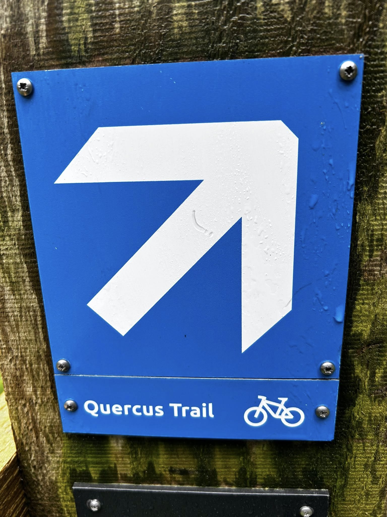Whinlatter’s Quercus Trail Gets Summer Upgrade — Now Open and Ready to Ride
