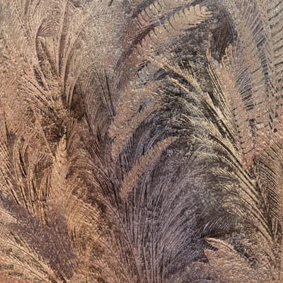 Palms