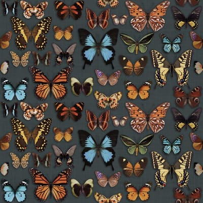 Papillon