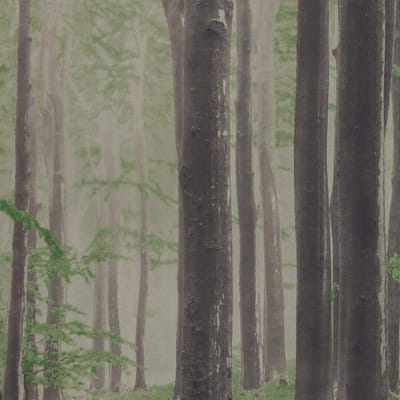 Woods