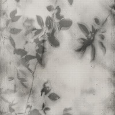 Shadow