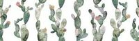 glimpse cactus ornato