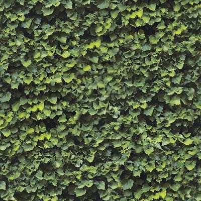 Limpha Arborea