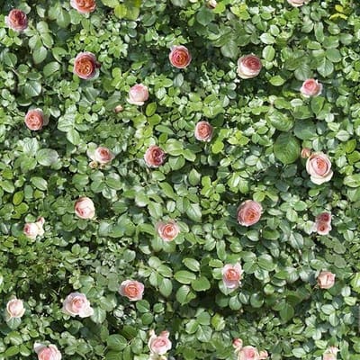 Limpha Coral Rose