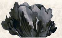 flor vesubio