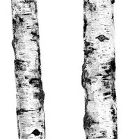 ritmi