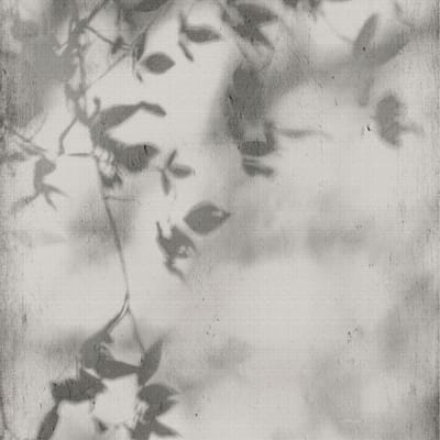 Shadow