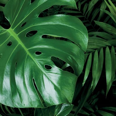jungle
