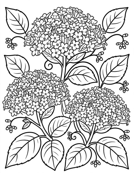 Heliotrope Vanilla Sky coloring page