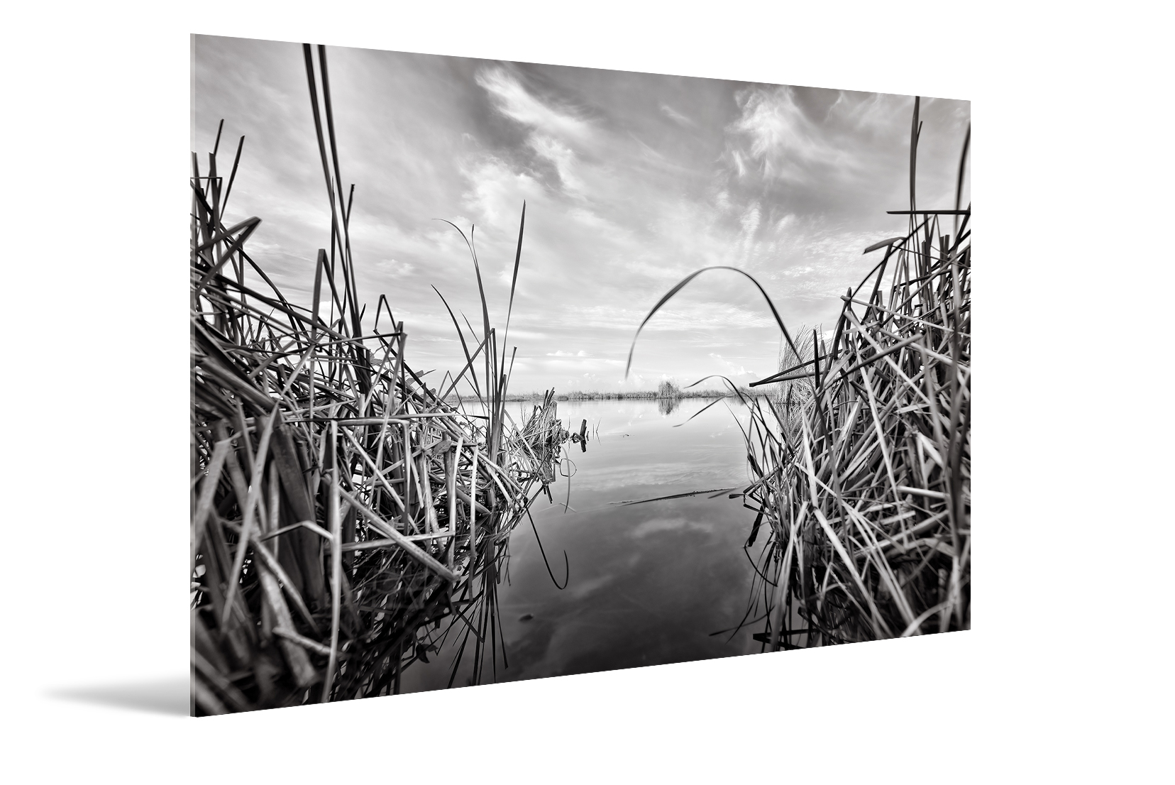 Everglades, B&W Swamps 