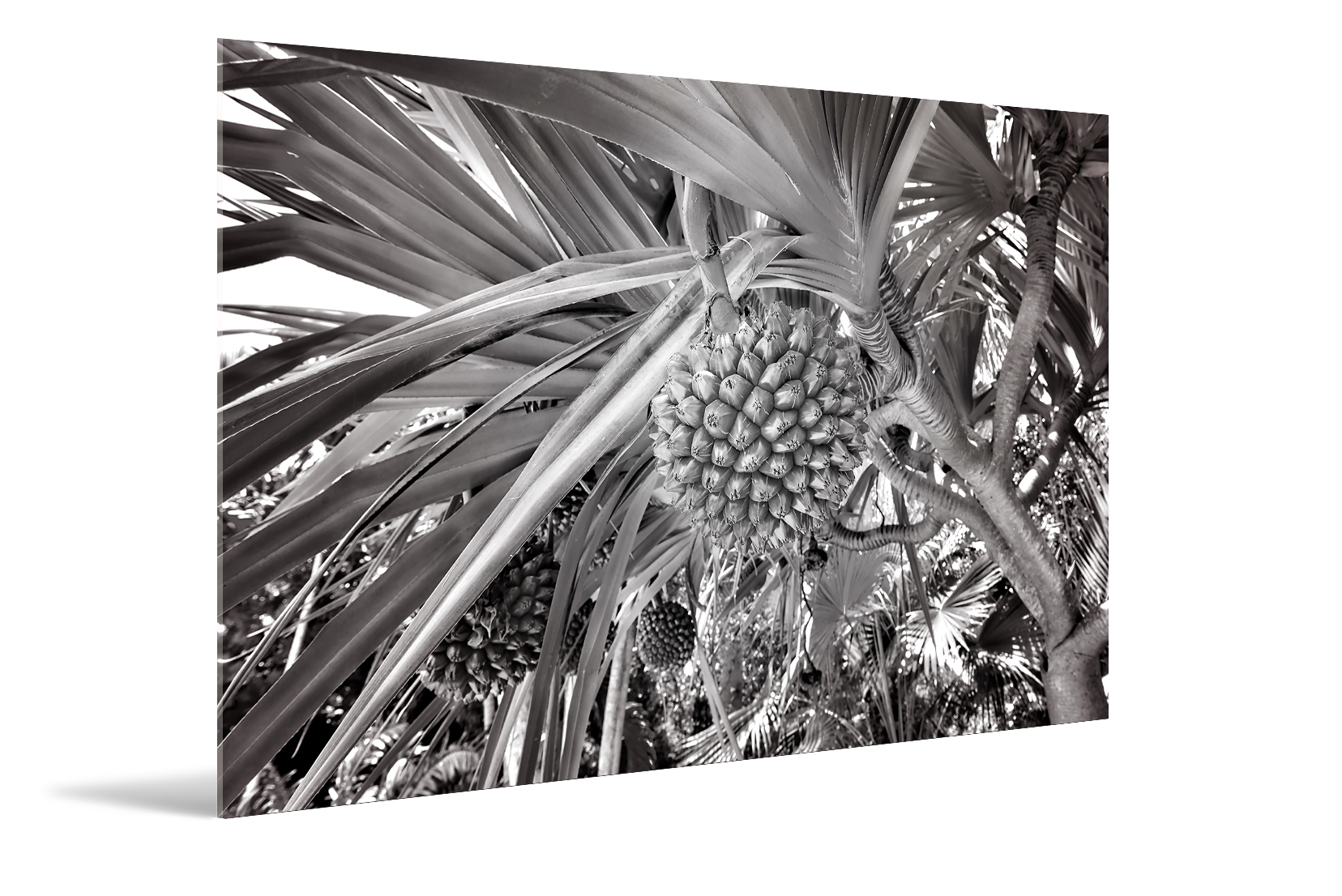 Palm, B&W Florida Vegetation