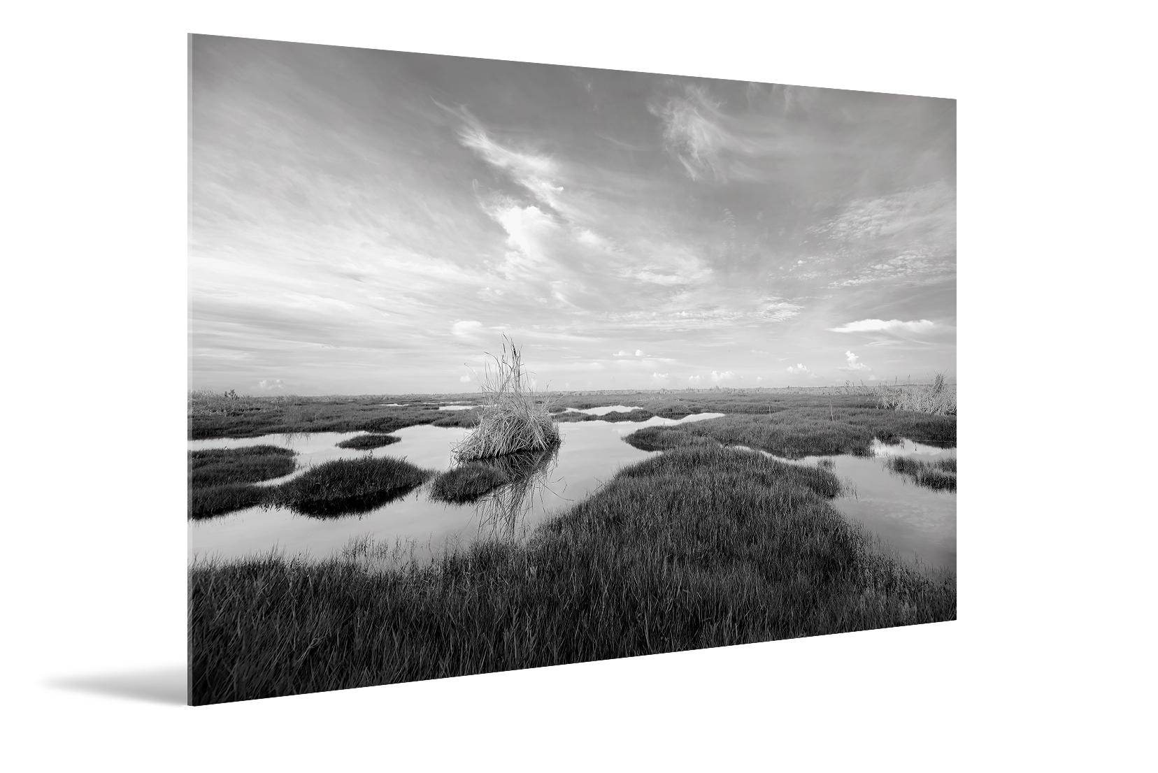 Everglades, B&W Swamps Morning 