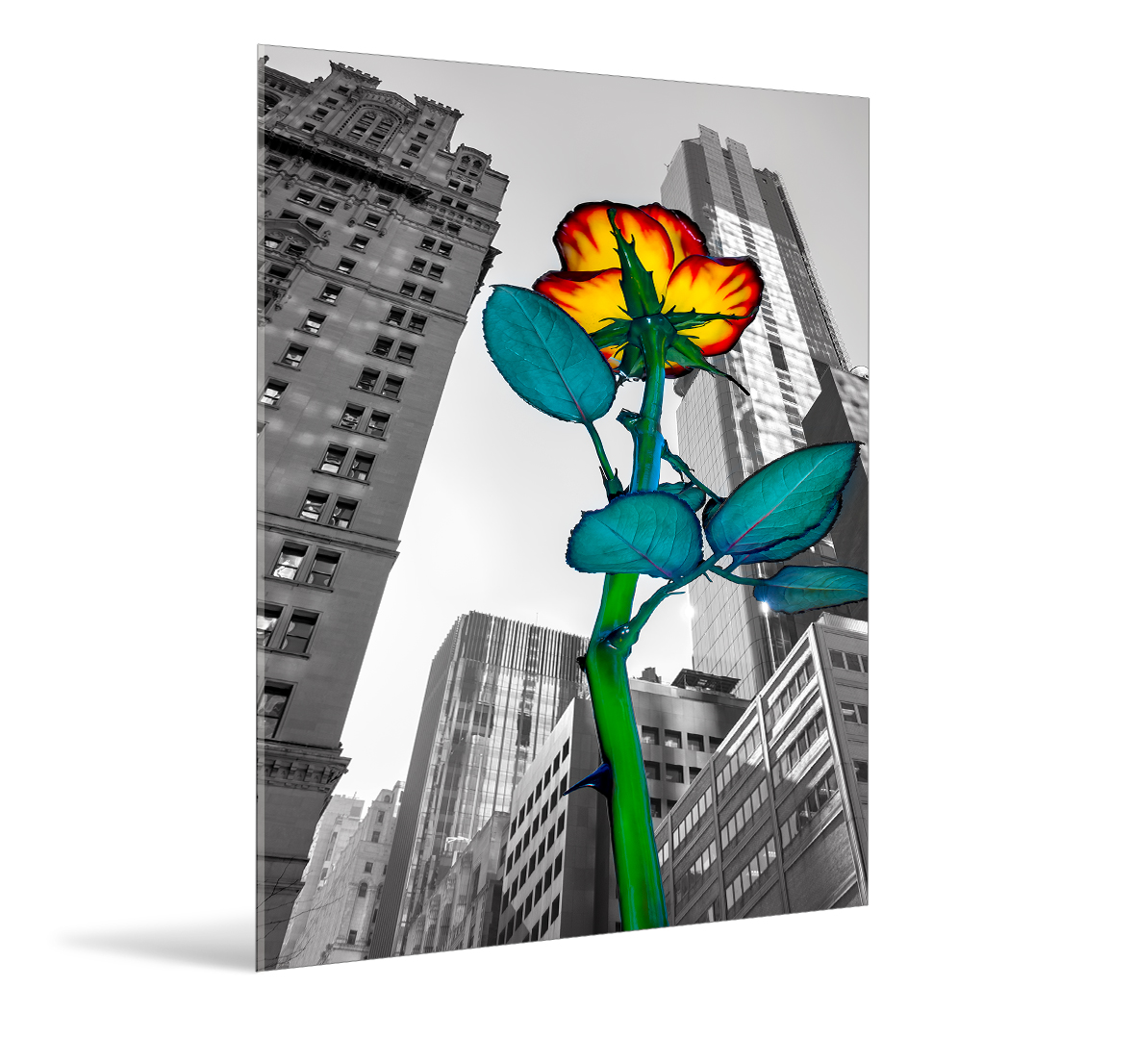 New York, Rose