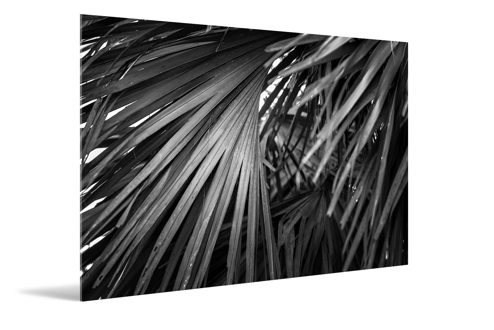 Palm, B&W Sabal Palm Leaf IV