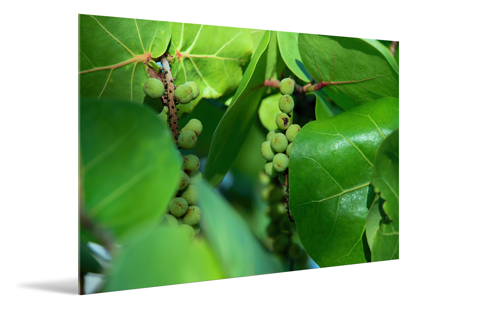 Green Dune Plant Florida