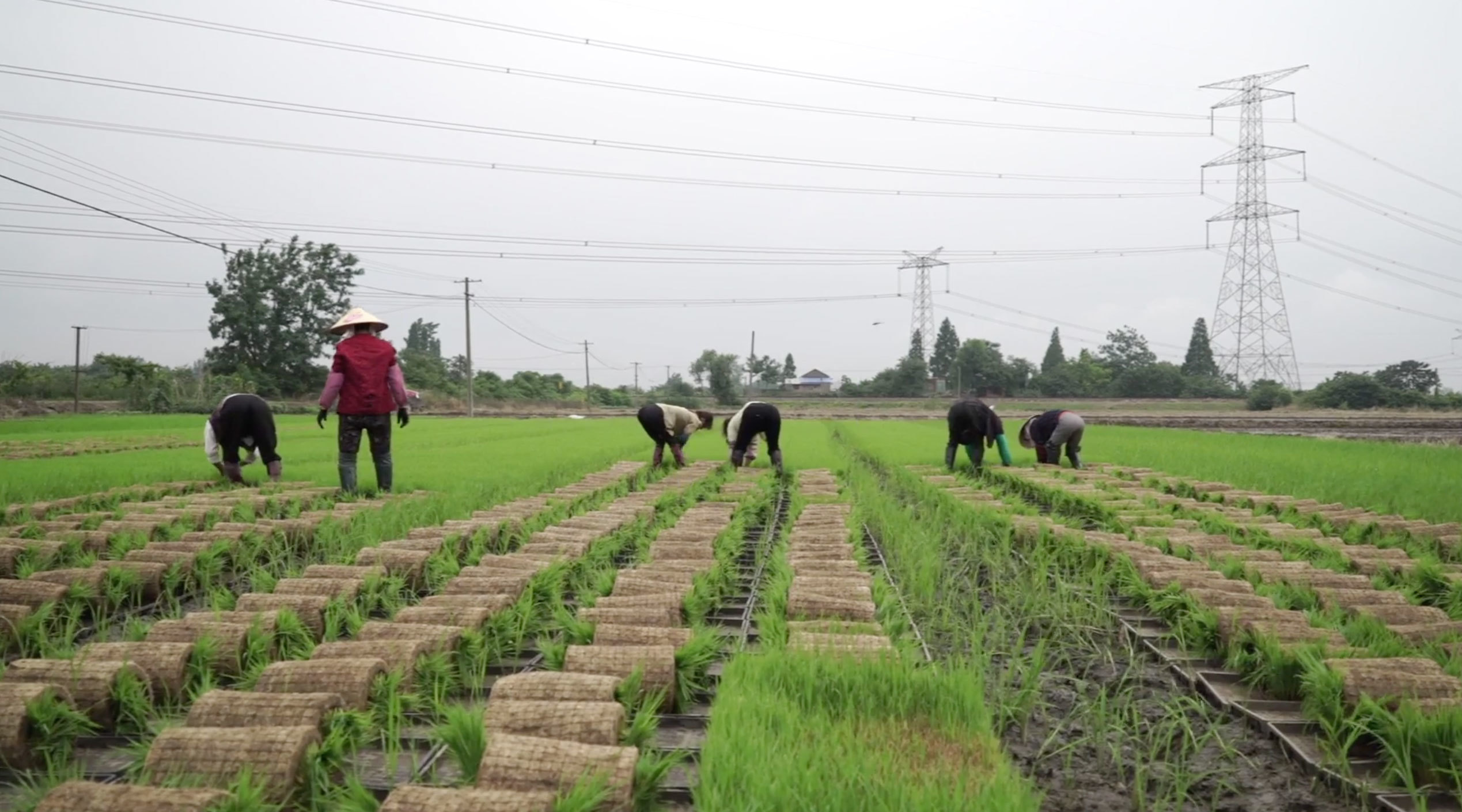 Equipping agricultural retailers to empower rural farmers in China