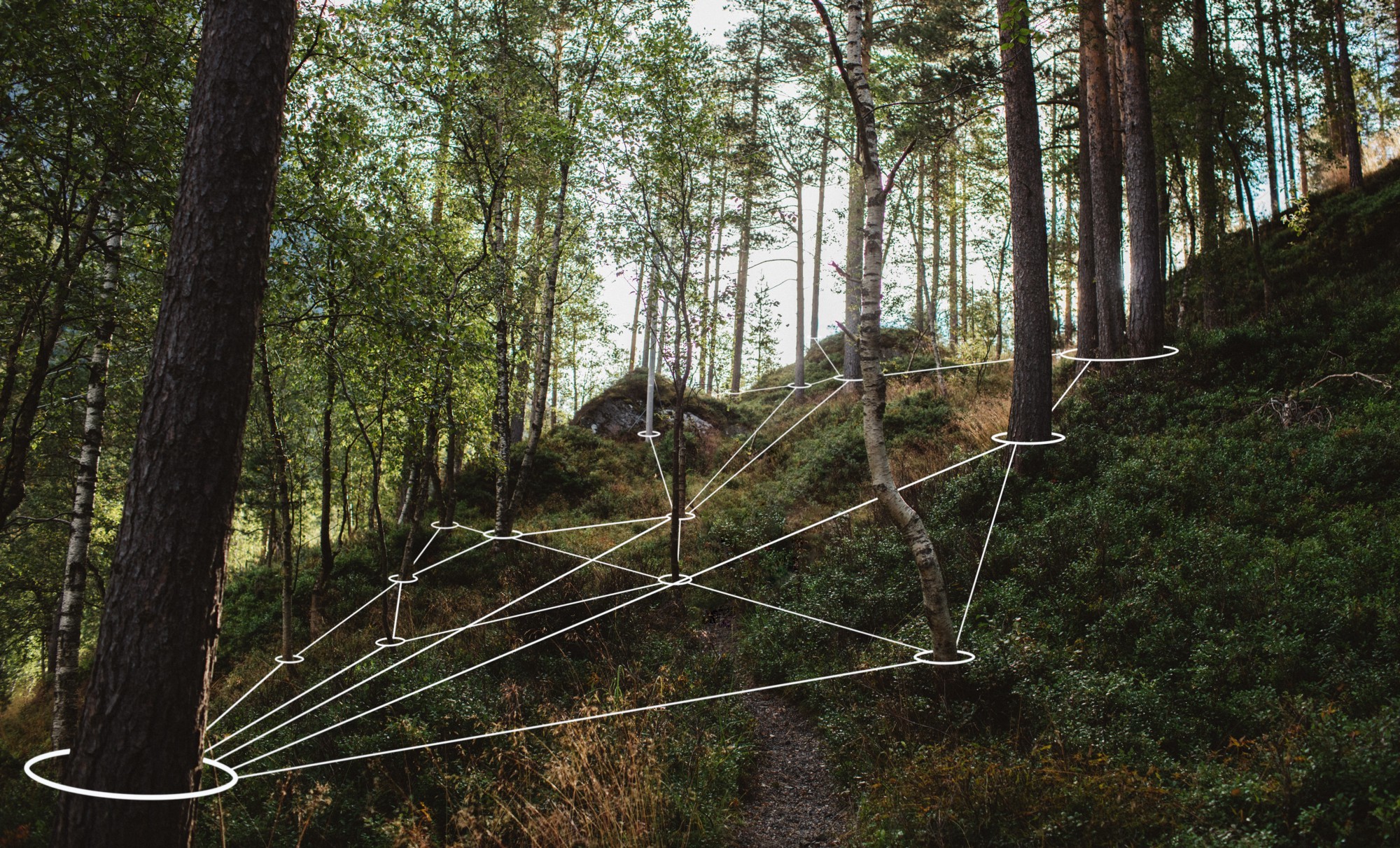 From Fungal Networks to Connected Businesses
