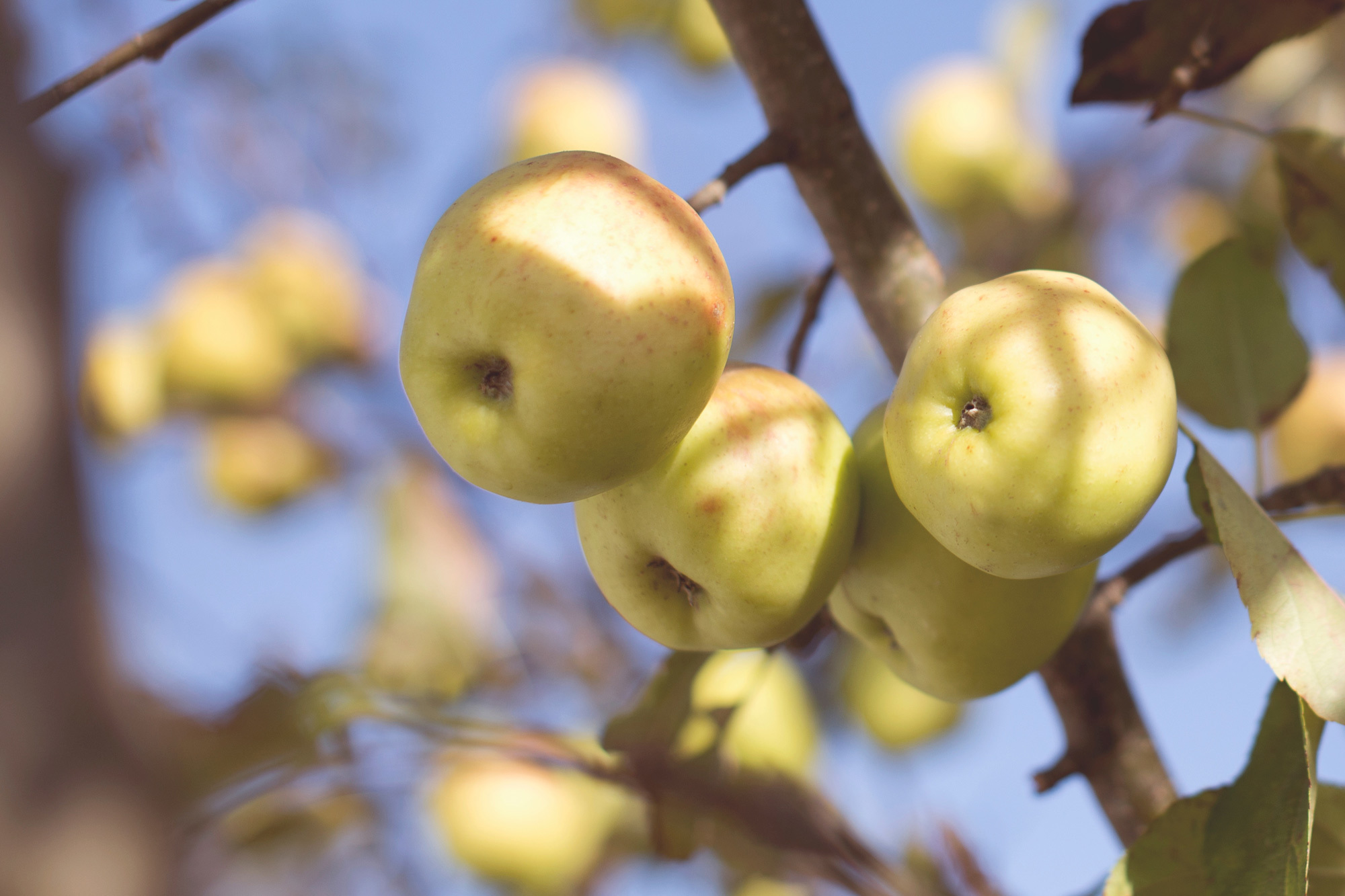 In Pursuit of the Platonic Ideal of Apple Pie