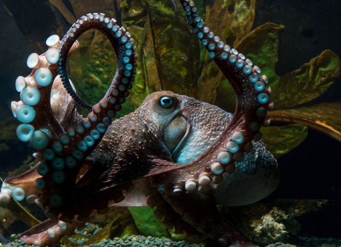 Welcome to The Octopus