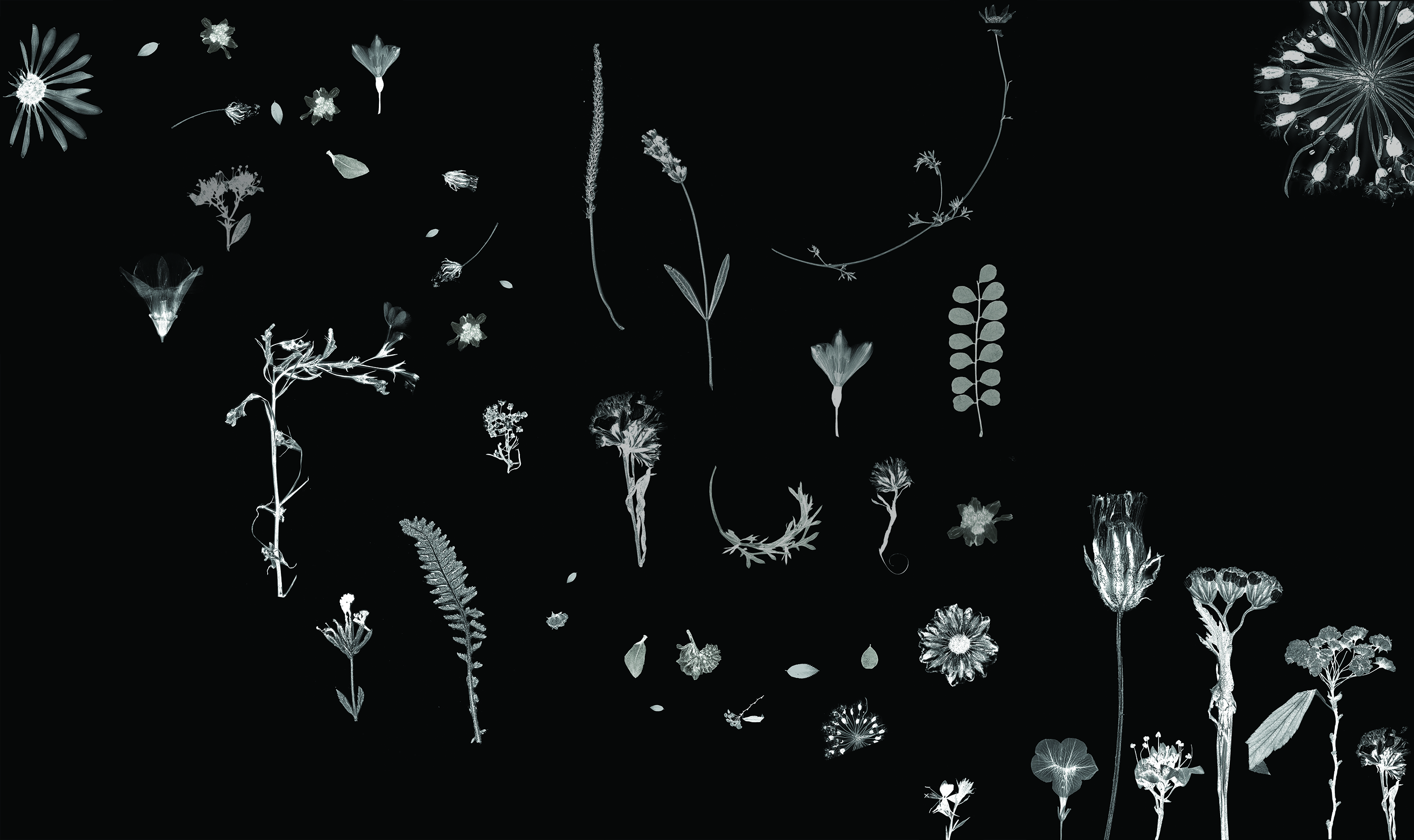 Designing a Custom Font From Real Flowers