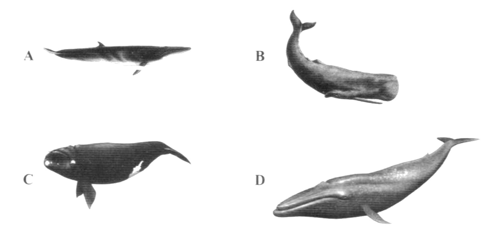 Question diagram
