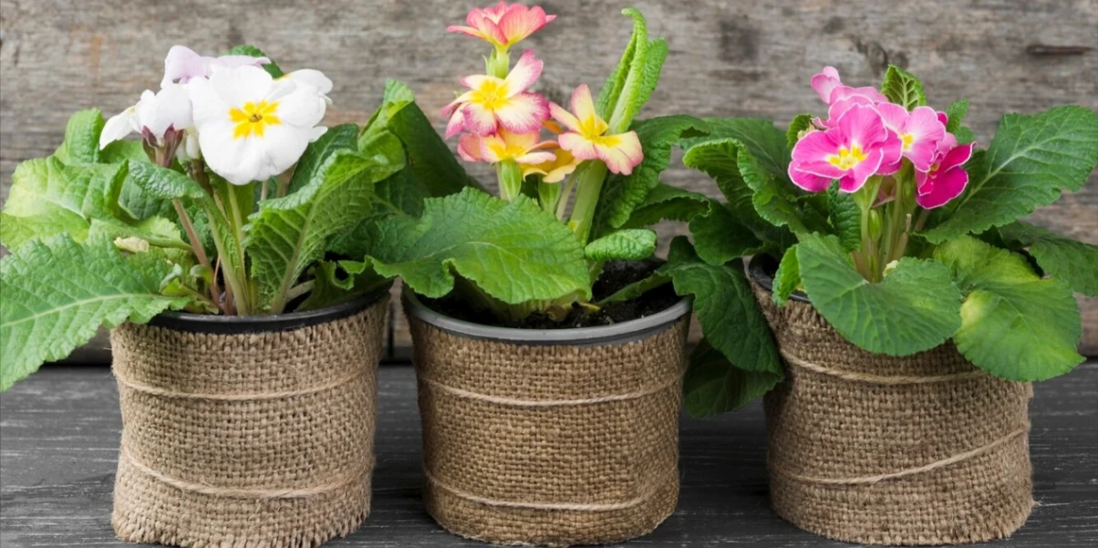 Macetas recicladas: ideas creativas para reutilizar materiales