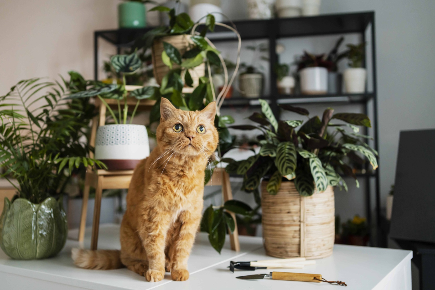 Las Plantas más Tóxicas para Gatos: Cuida su Salud Desde Casa