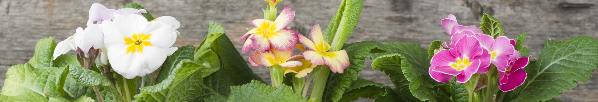 Macetas recicladas: ideas creativas para reutilizar materiales